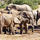 Addo Elephant Nationalpark_84