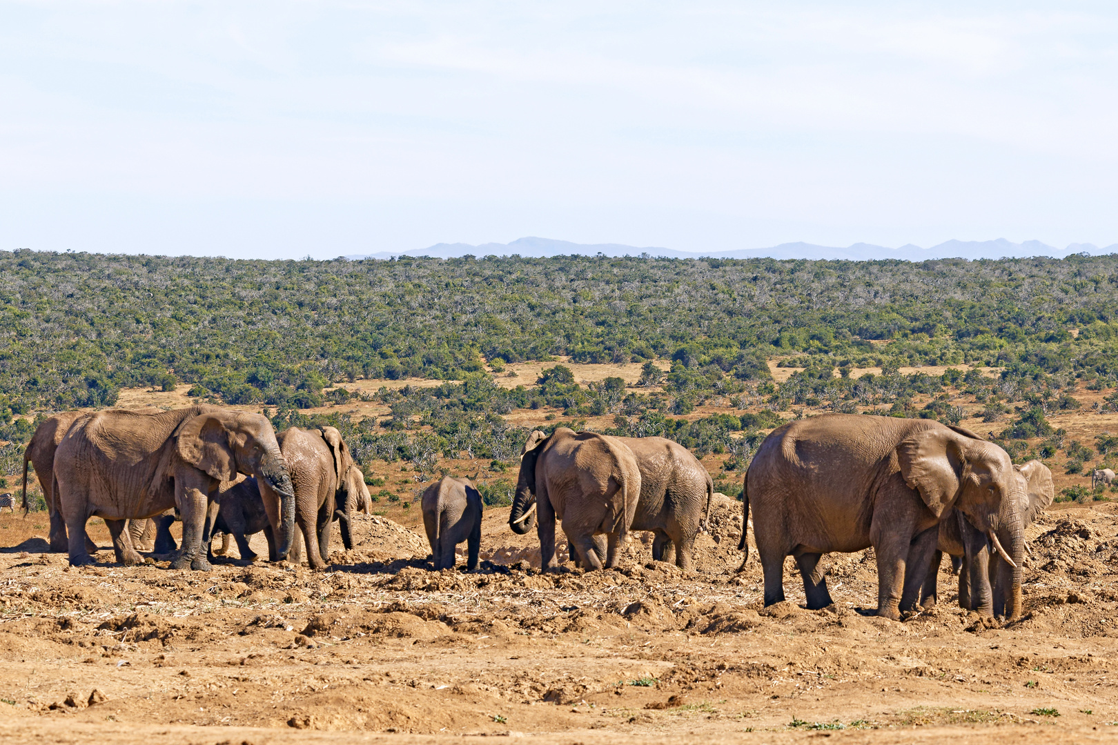 Addo Elephant Nationalpark_85