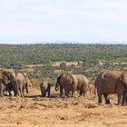 Addo Elephant Nationalpark_85