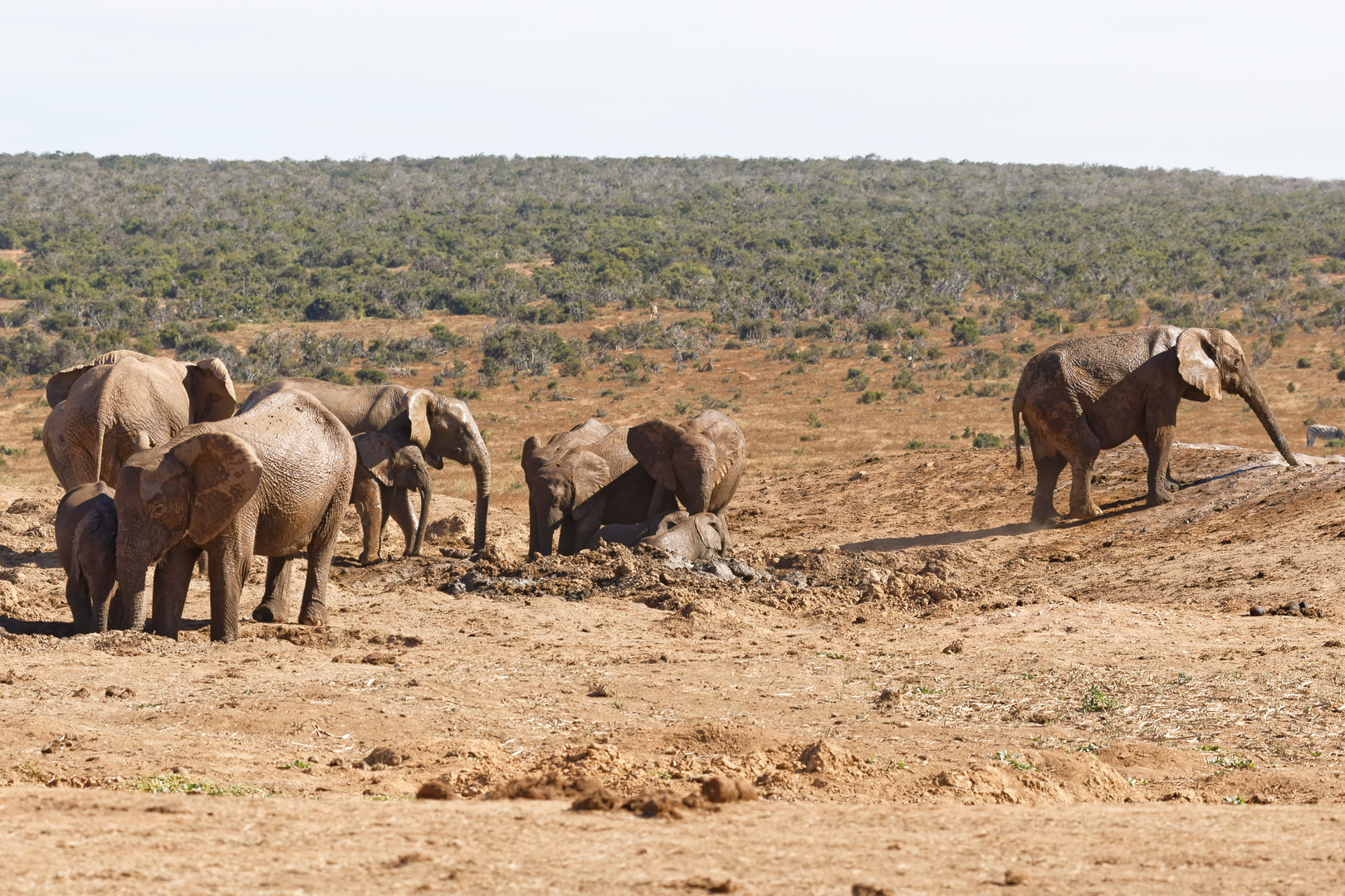 Addo Elephant Nationalpark_86