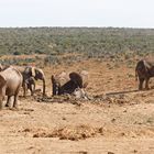 Addo Elephant Nationalpark_86