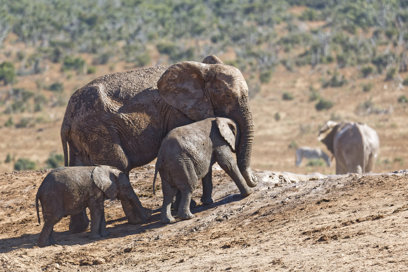 Addo Elephant Nationalpark_87