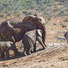 Addo Elephant Nationalpark_87