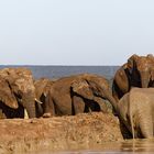 Addo Elephant Nationalpark_88