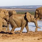 Addo Elephant Nationalpark_89