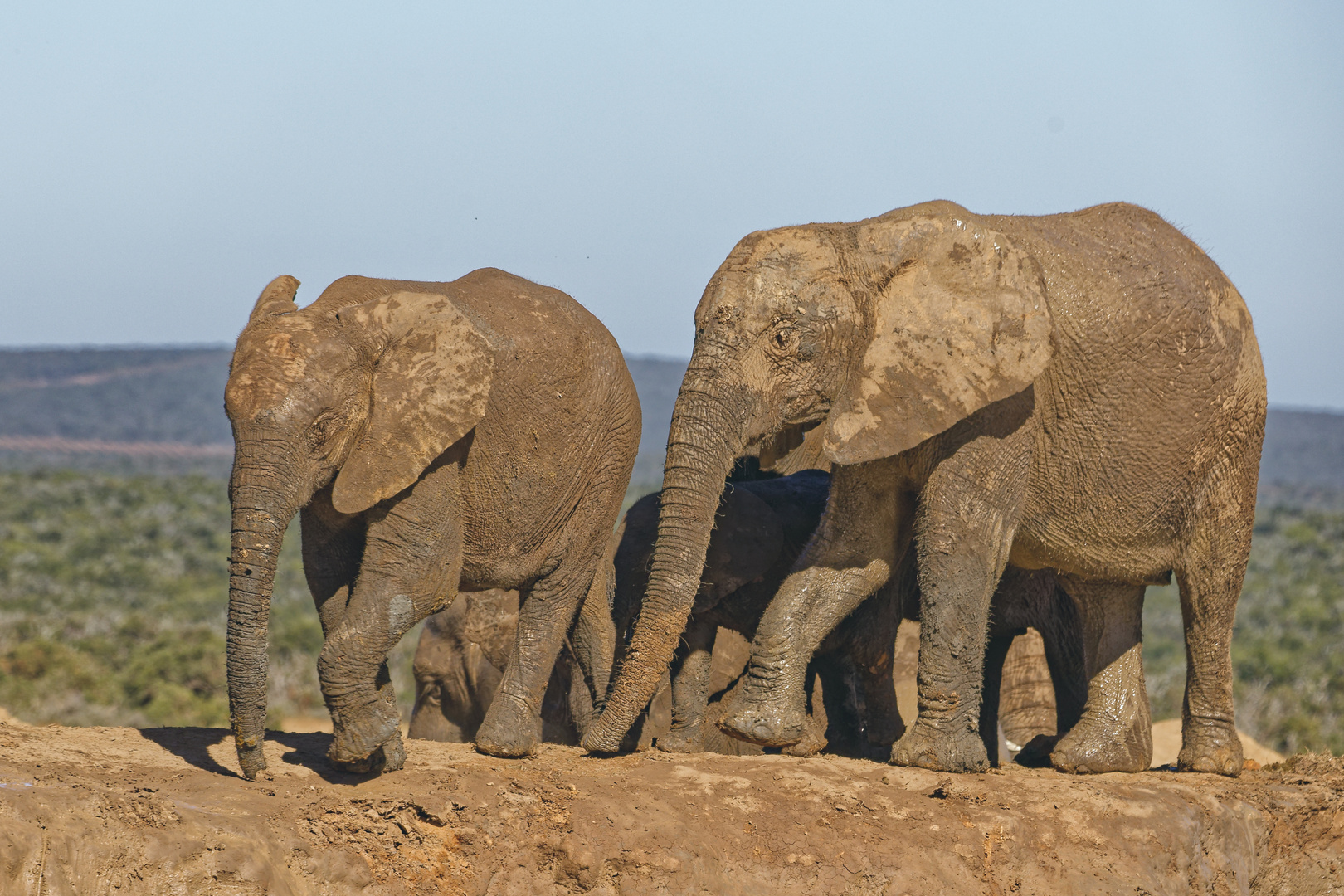 Addo Elephant Nationalpark_90