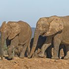 Addo Elephant Nationalpark_90