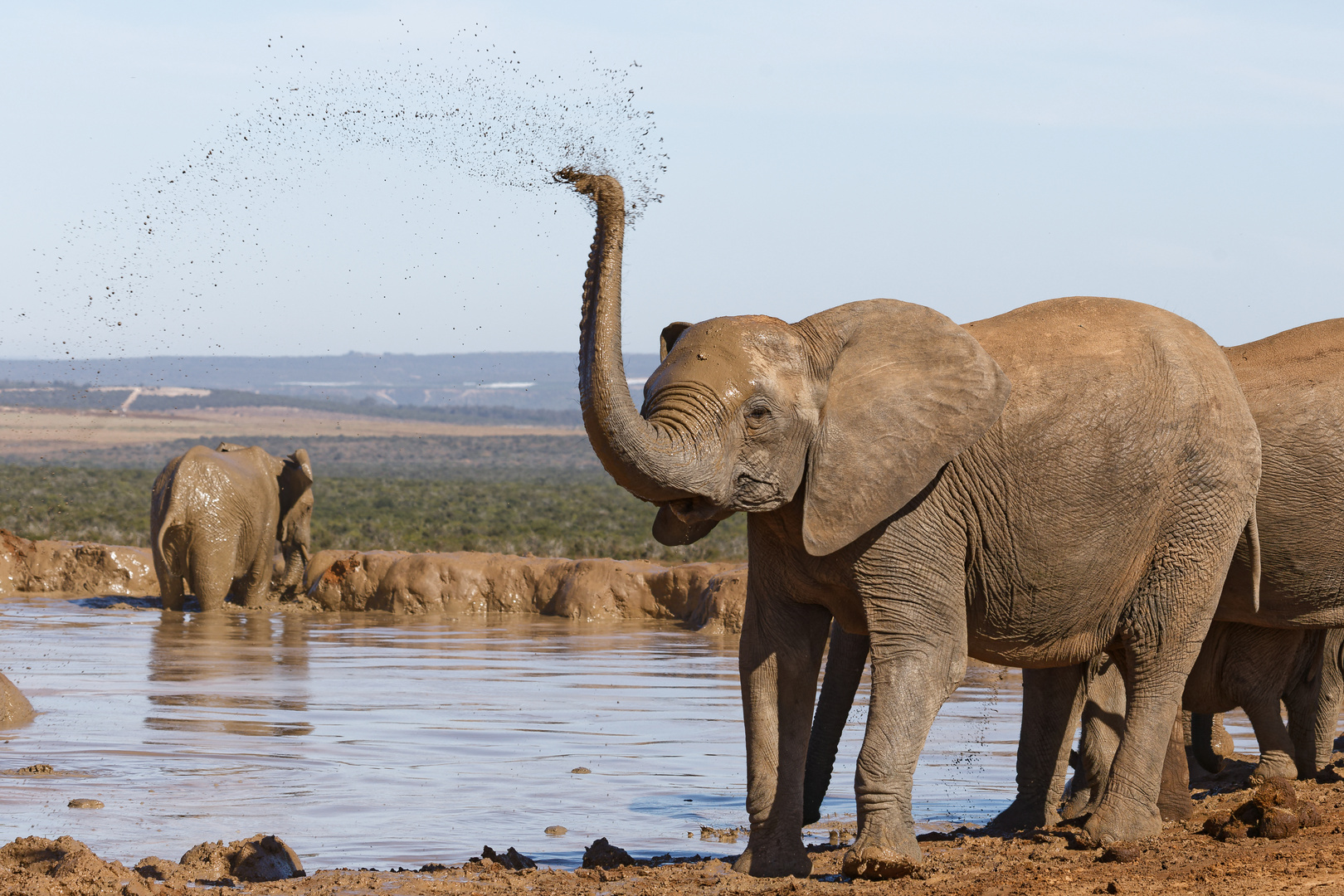 Addo Elephant Nationalpark_92