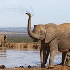 Addo Elephant Nationalpark_92