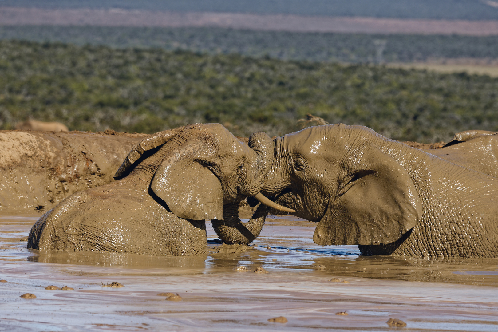 Addo Elephant Nationalpark_94