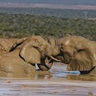 Addo Elephant Nationalpark_94