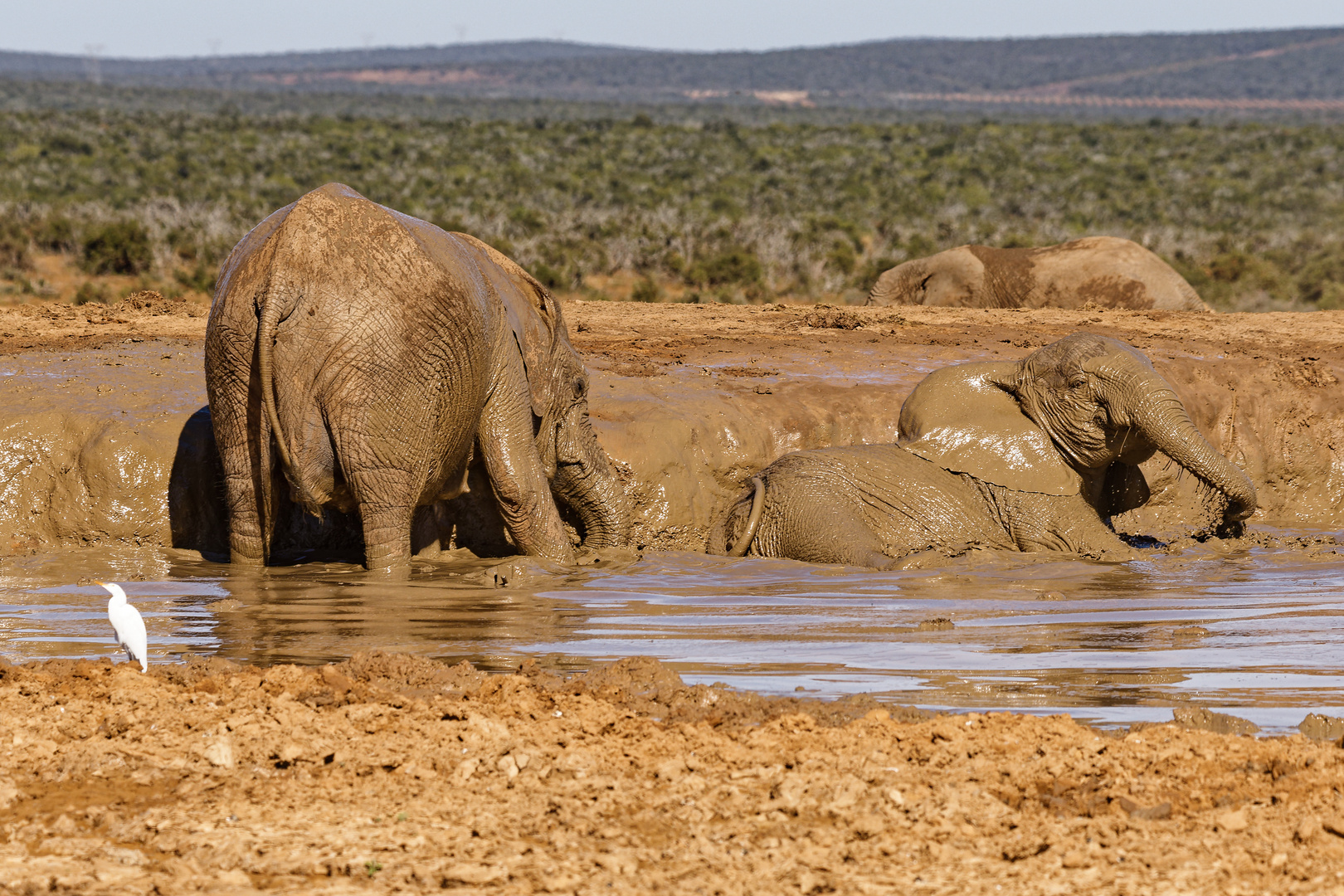 Addo Elephant Nationalpark_96