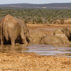 Addo Elephant Nationalpark_96