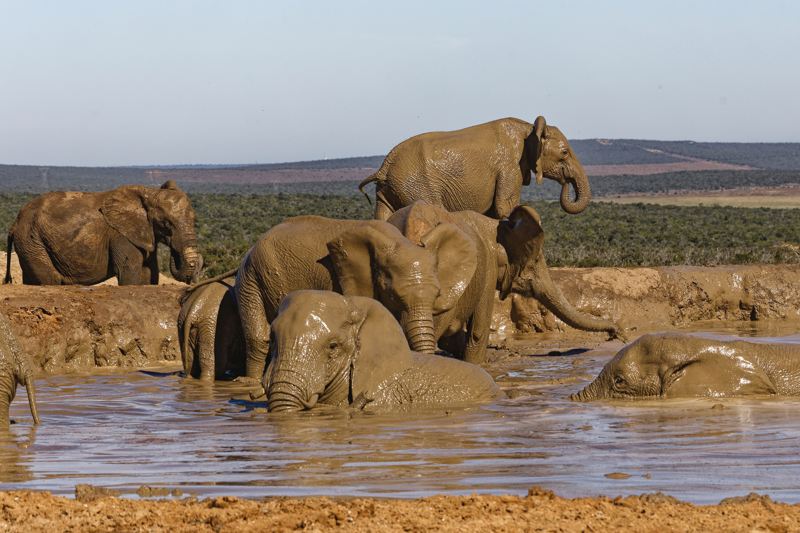 Addo Elephant Nationalpark_97