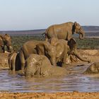 Addo Elephant Nationalpark_97