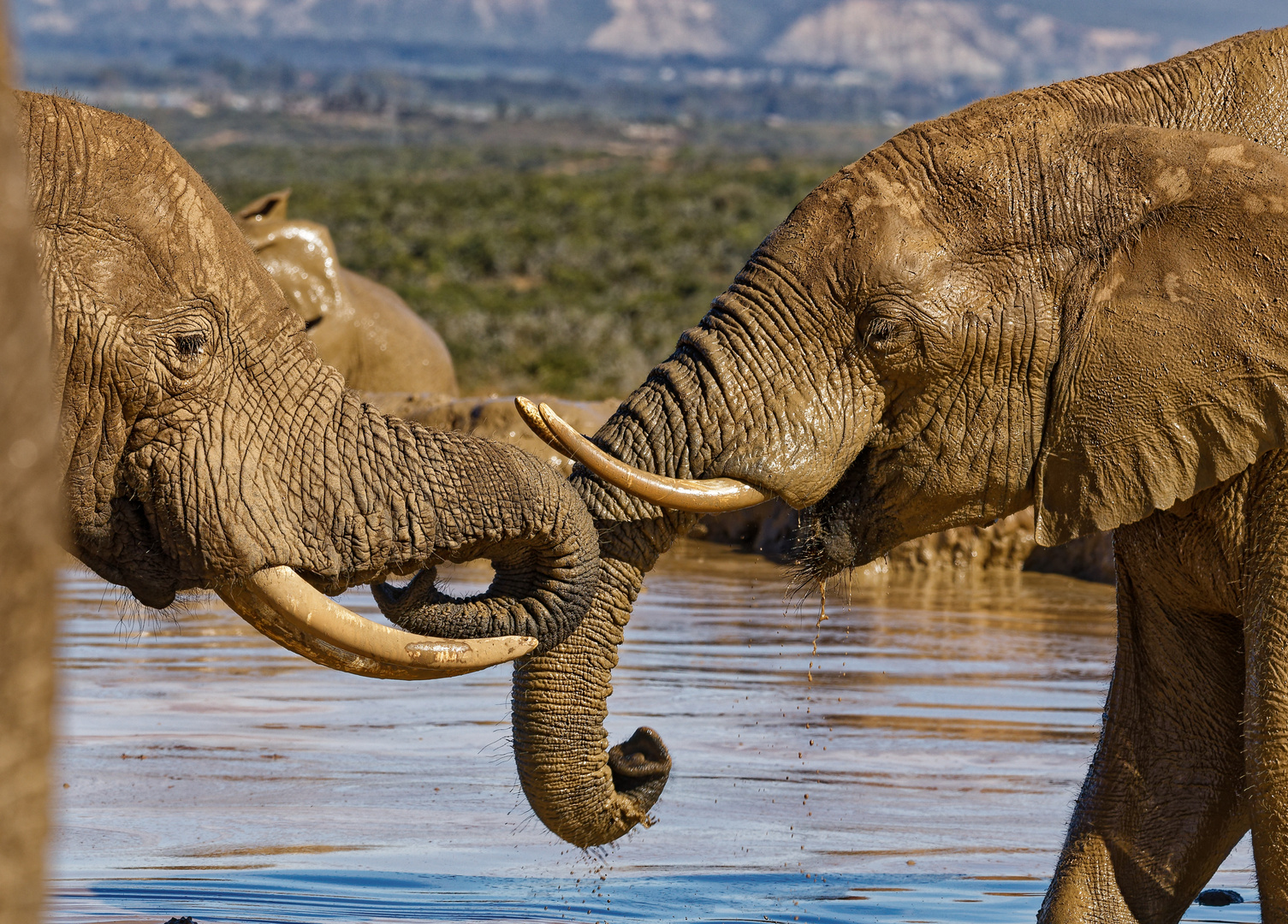 Addo Elephant Nationalpark_98