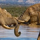 Addo Elephant Nationalpark_98