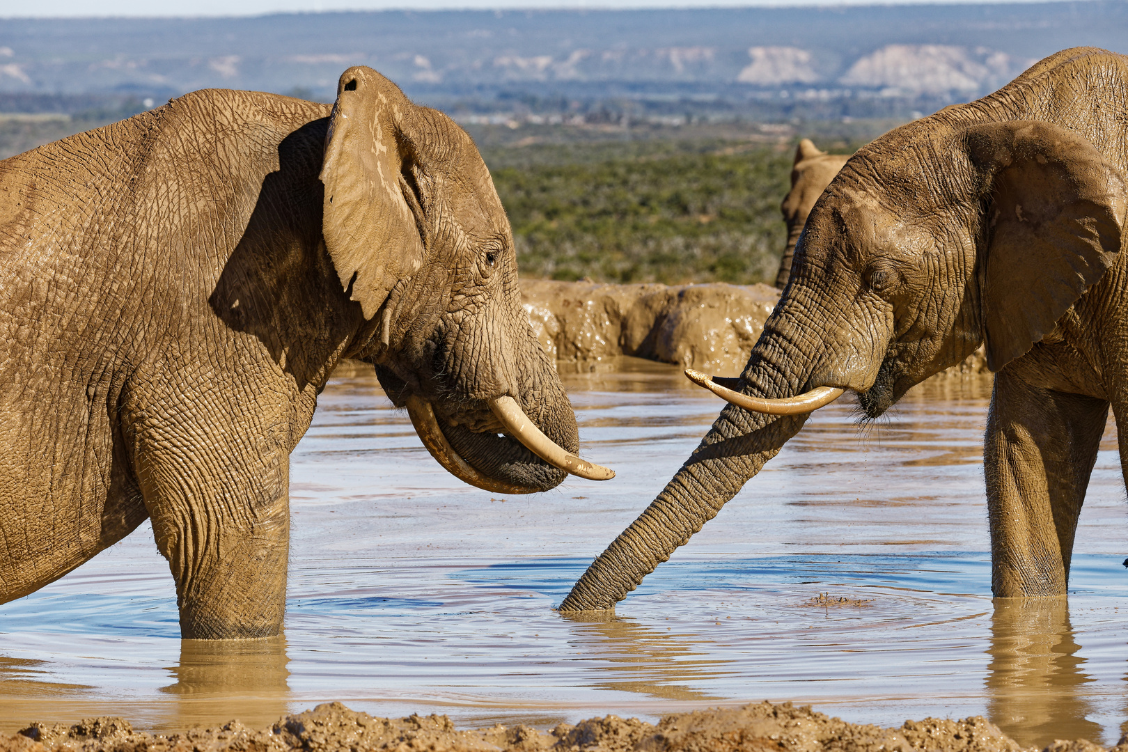 Addo Elephant Nationalpark_99