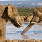 Addo Elephant Nationalpark_99