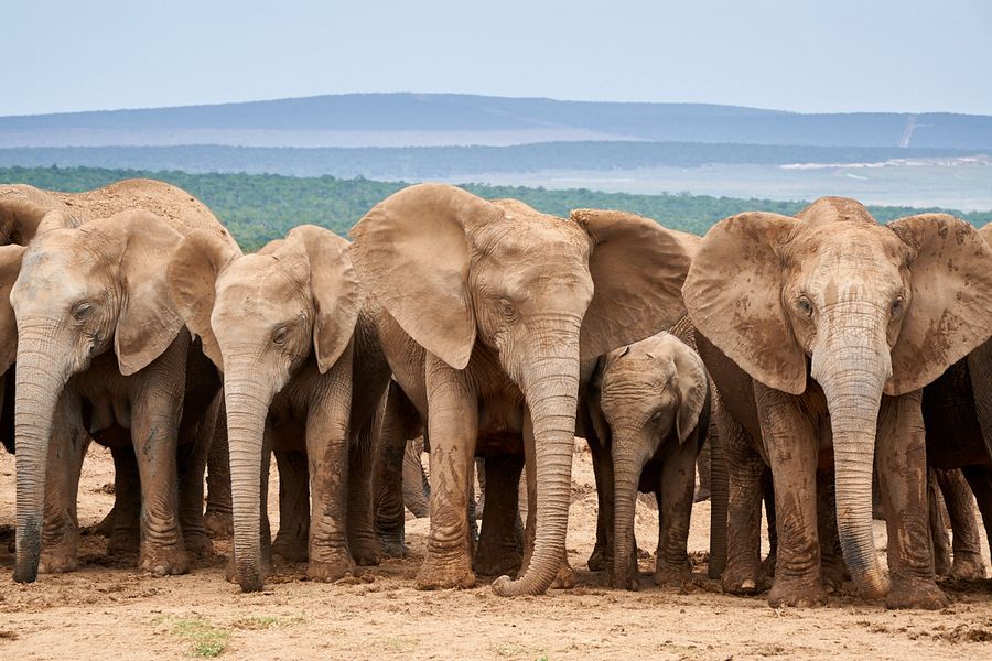 Addo Elephant Park