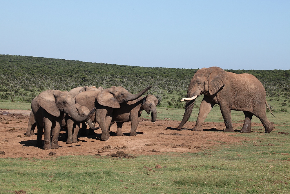 Addo Elephant Park