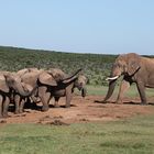 Addo Elephant Park