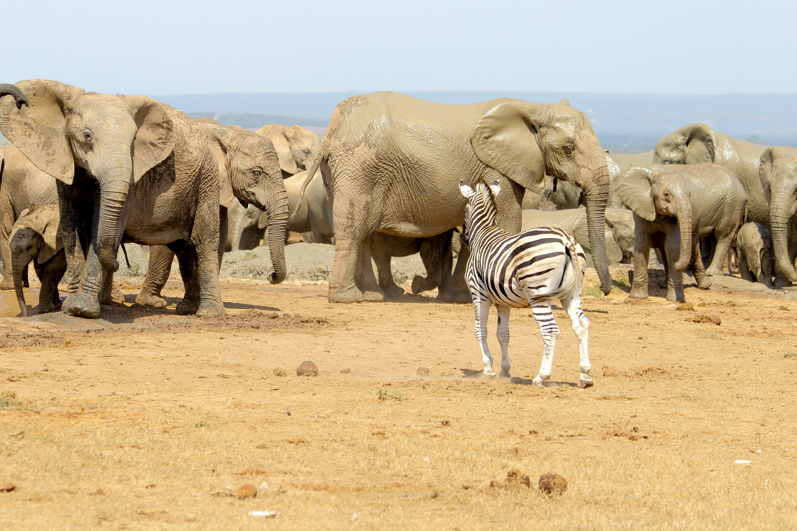 Addo Elephant Park