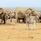 Addo Elephant Park