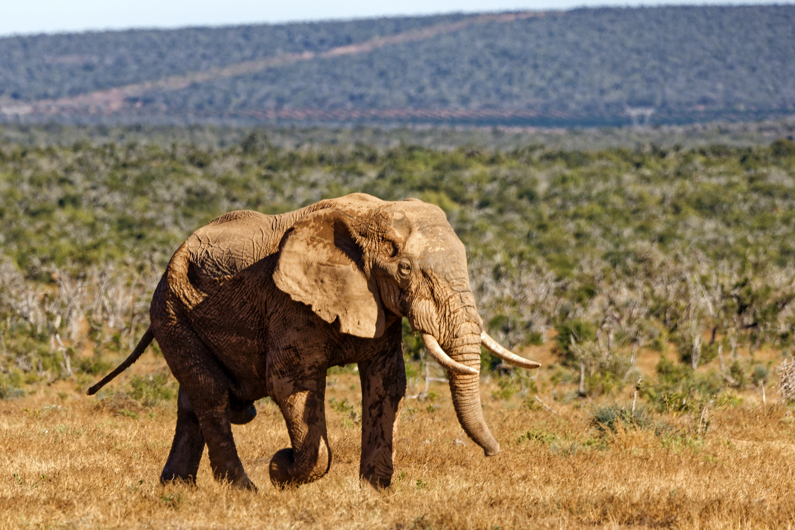 Addo Elephant Park