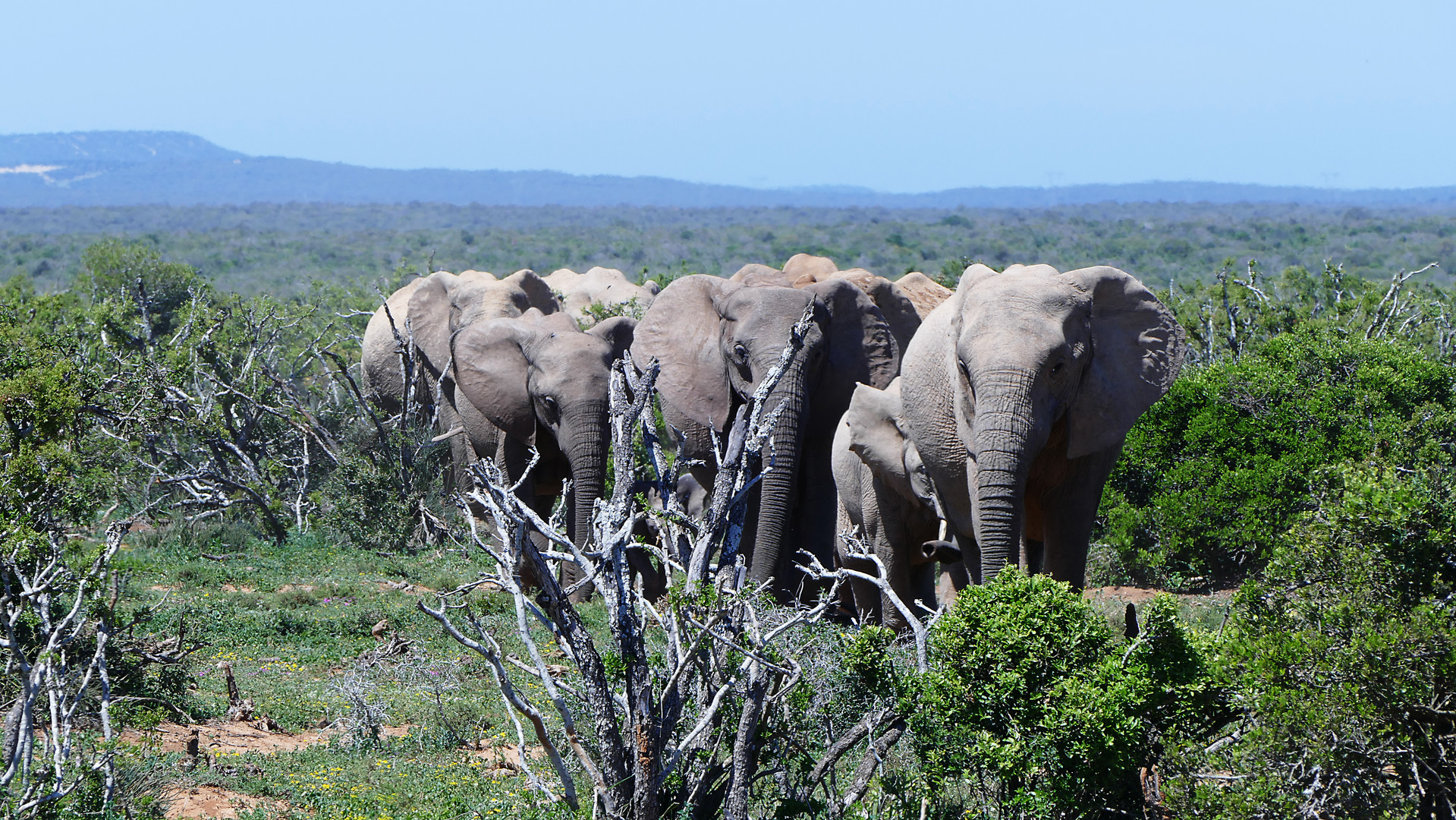 Addo Elephant Park - Aufmarsch