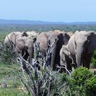 Addo Elephant Park - Aufmarsch