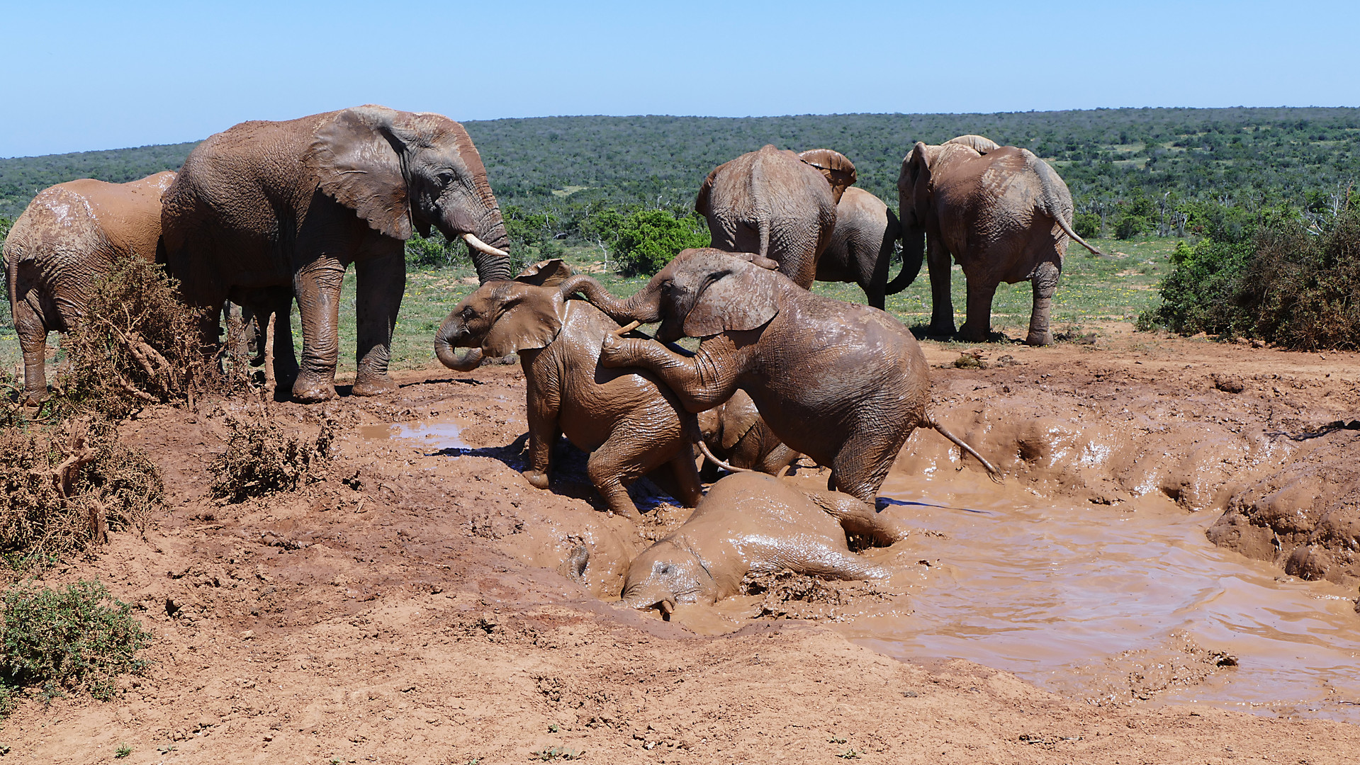 Addo Elephant Park - Badespaß