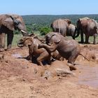 Addo Elephant Park - Badespaß