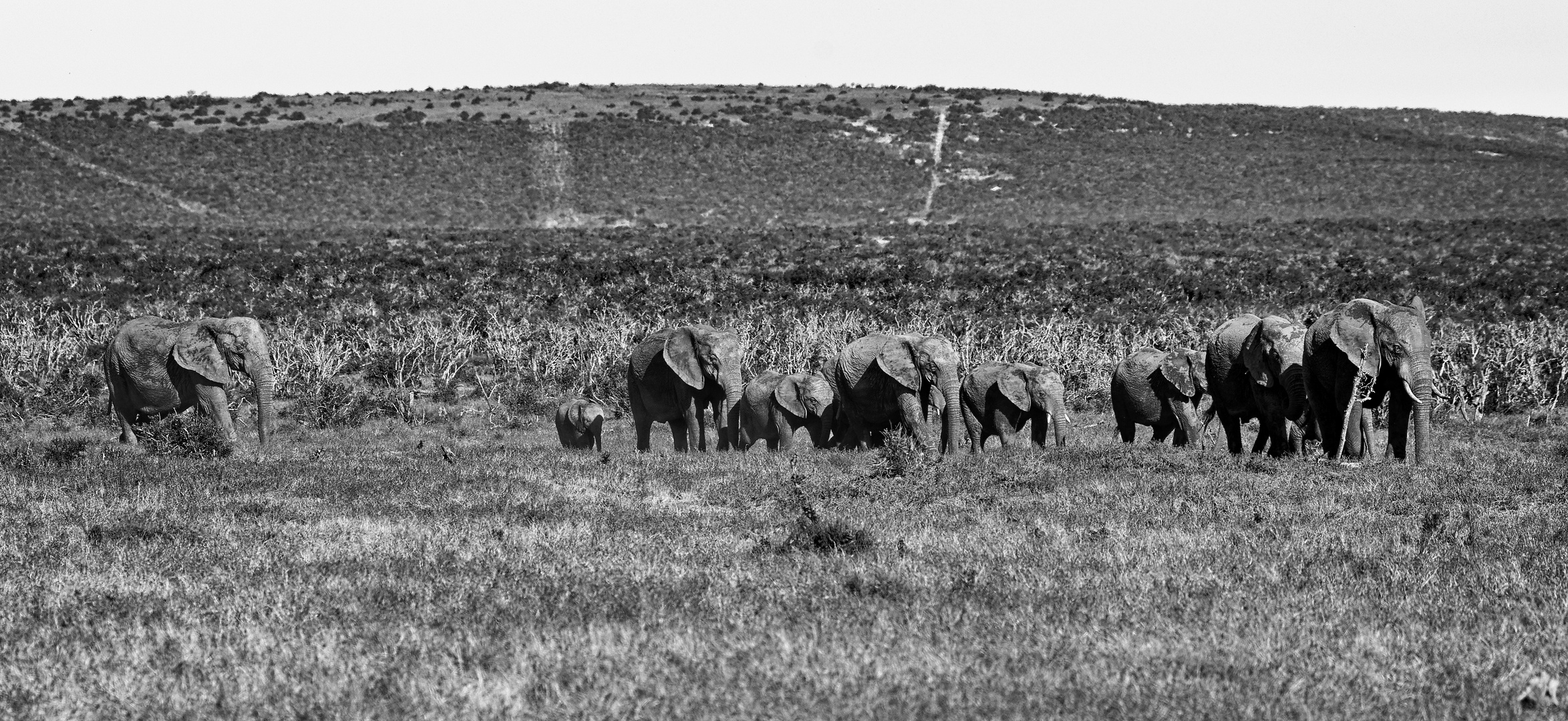 Addo Elephant Park