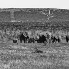 Addo Elephant Park