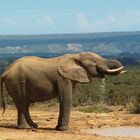 Addo Elephant Park - Drinking Elephant