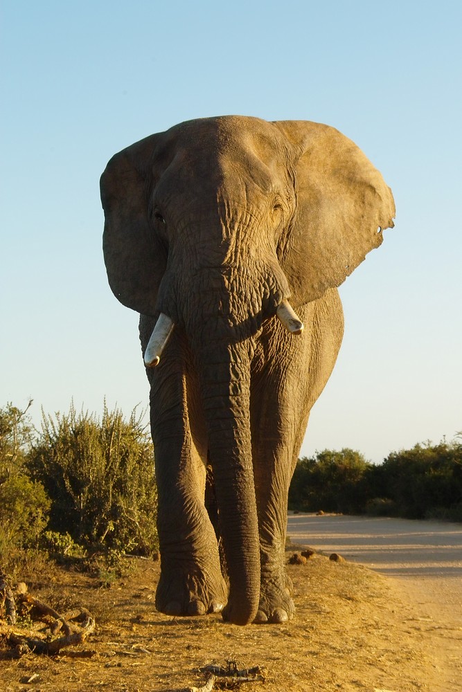 Addo Elephant Park - Holy Shit - er kommt direkt auf uns zuuu!