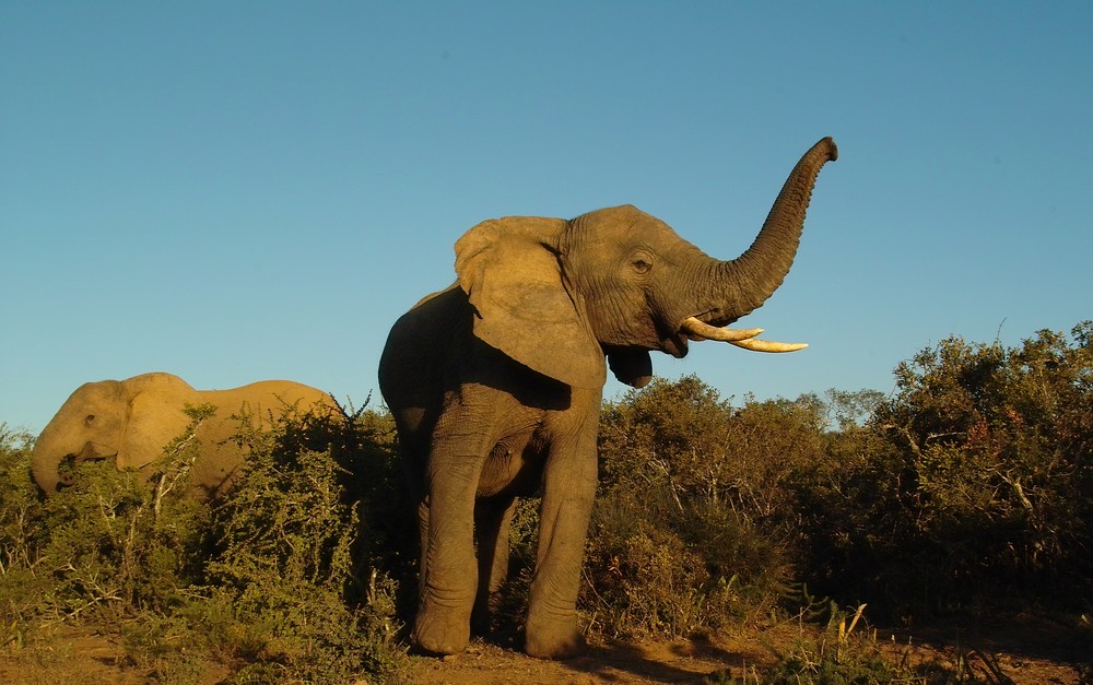 Addo Elephant Park - Ruhig Bluuuut...war doch gar nicht sooo gemeint!