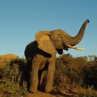 Addo Elephant Park - Ruhig Bluuuut...war doch gar nicht sooo gemeint!