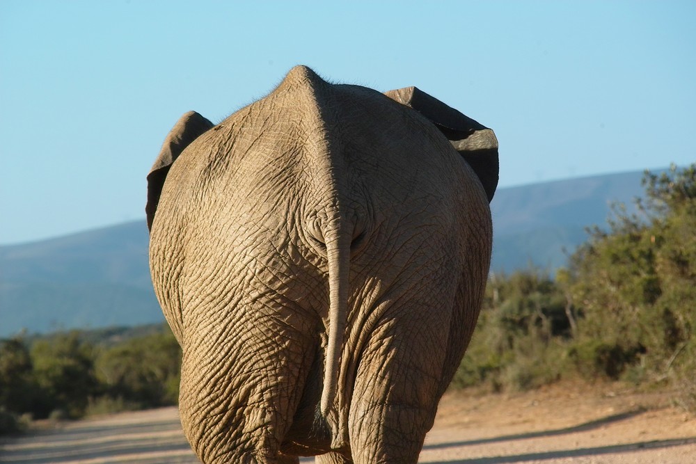 Addo Elephant Park - Sexy Back :)