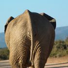 Addo Elephant Park - Sexy Back :)