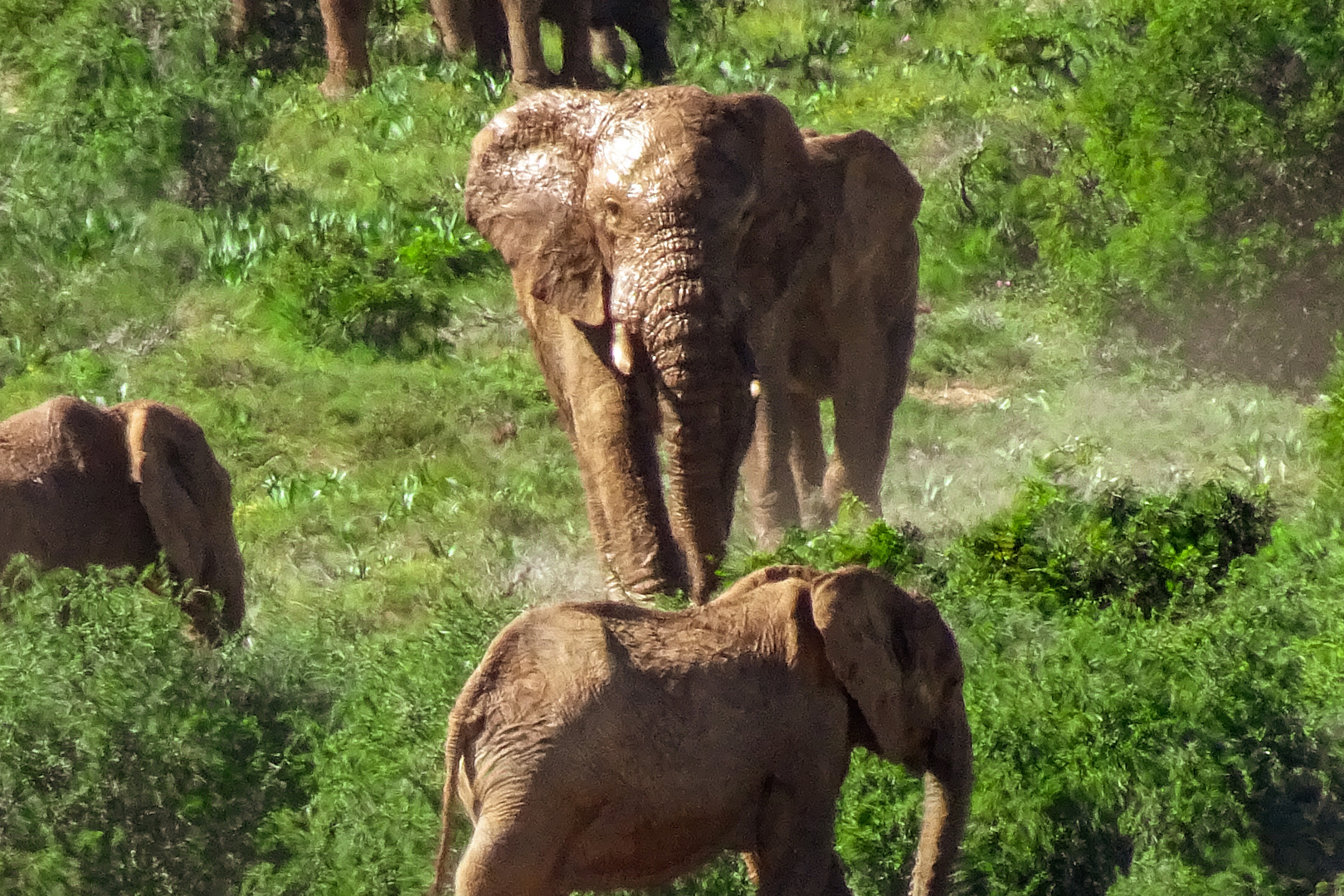 Addo Elephant Park Südafrika 