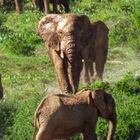 Addo Elephant Park Südafrika 