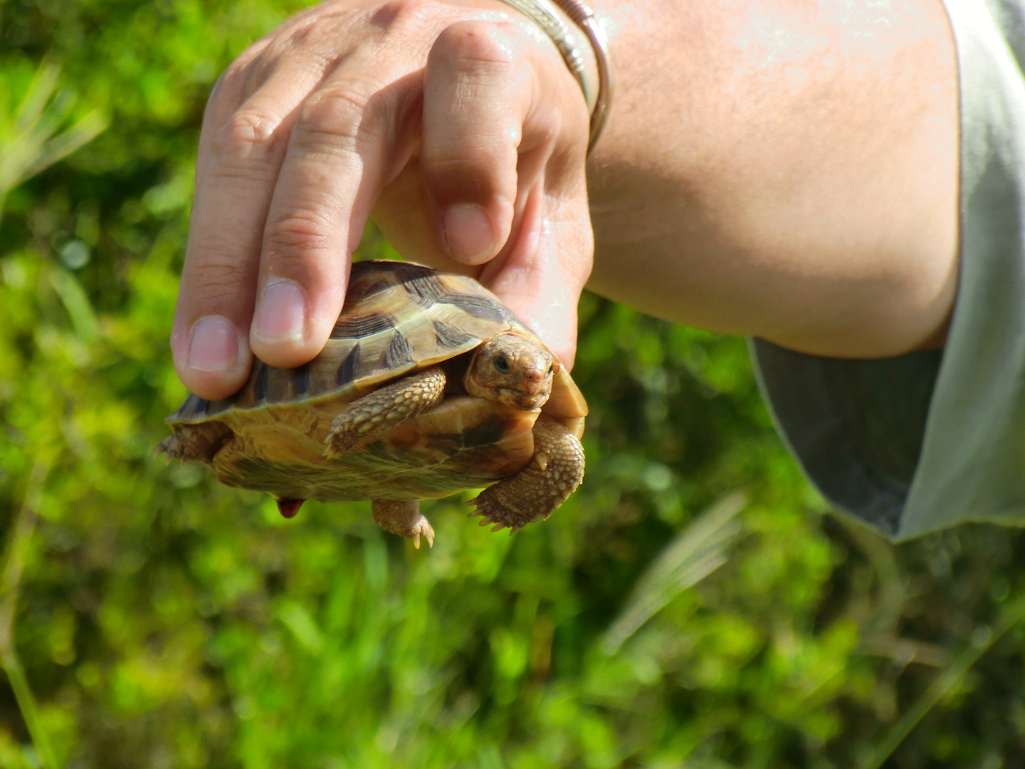 Addo Elephant Park - Turtle