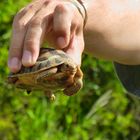 Addo Elephant Park - Turtle