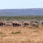 Addo Elephant Park_1