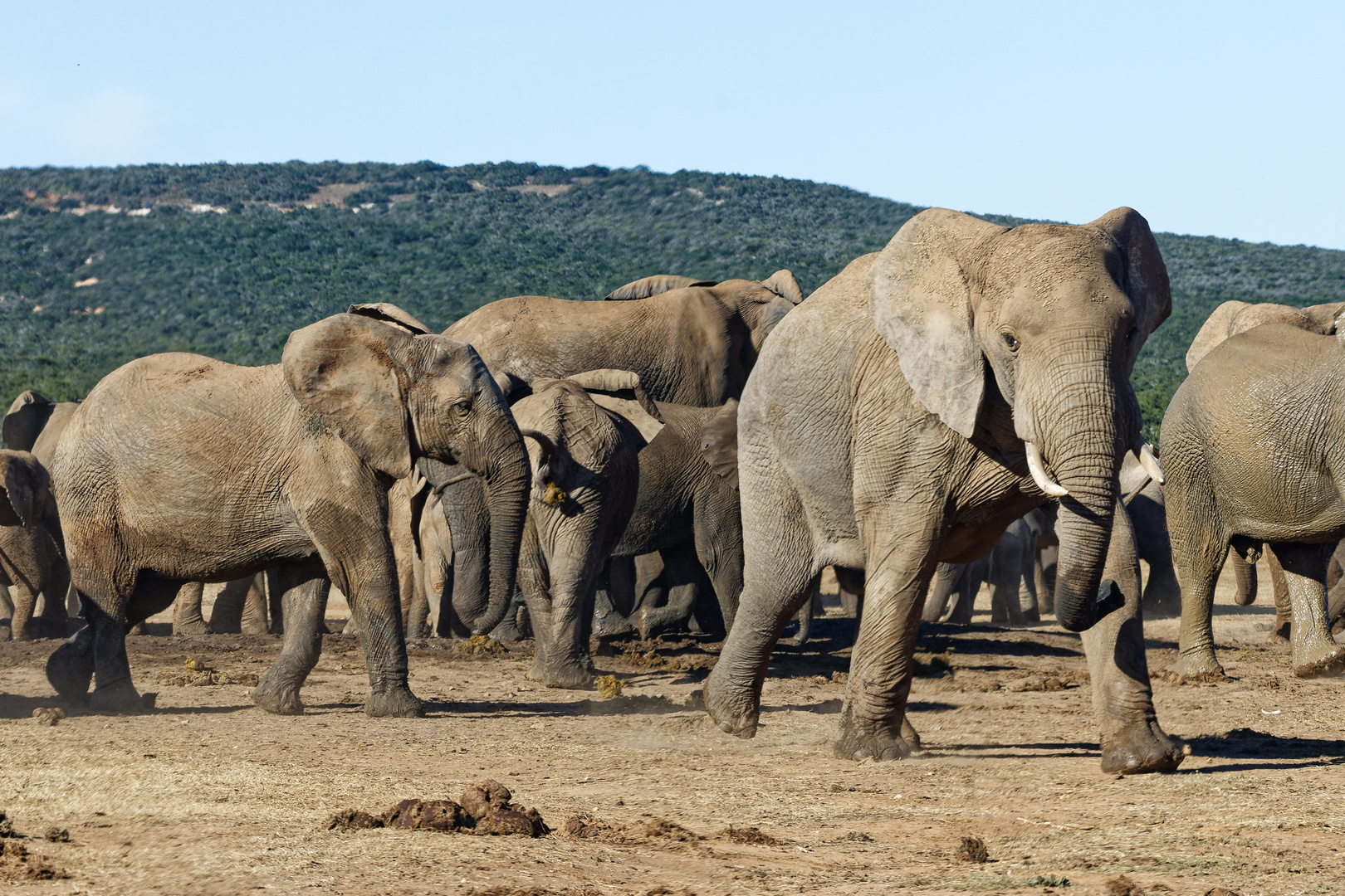 Addo Elephant Park_12