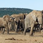 Addo Elephant Park_12