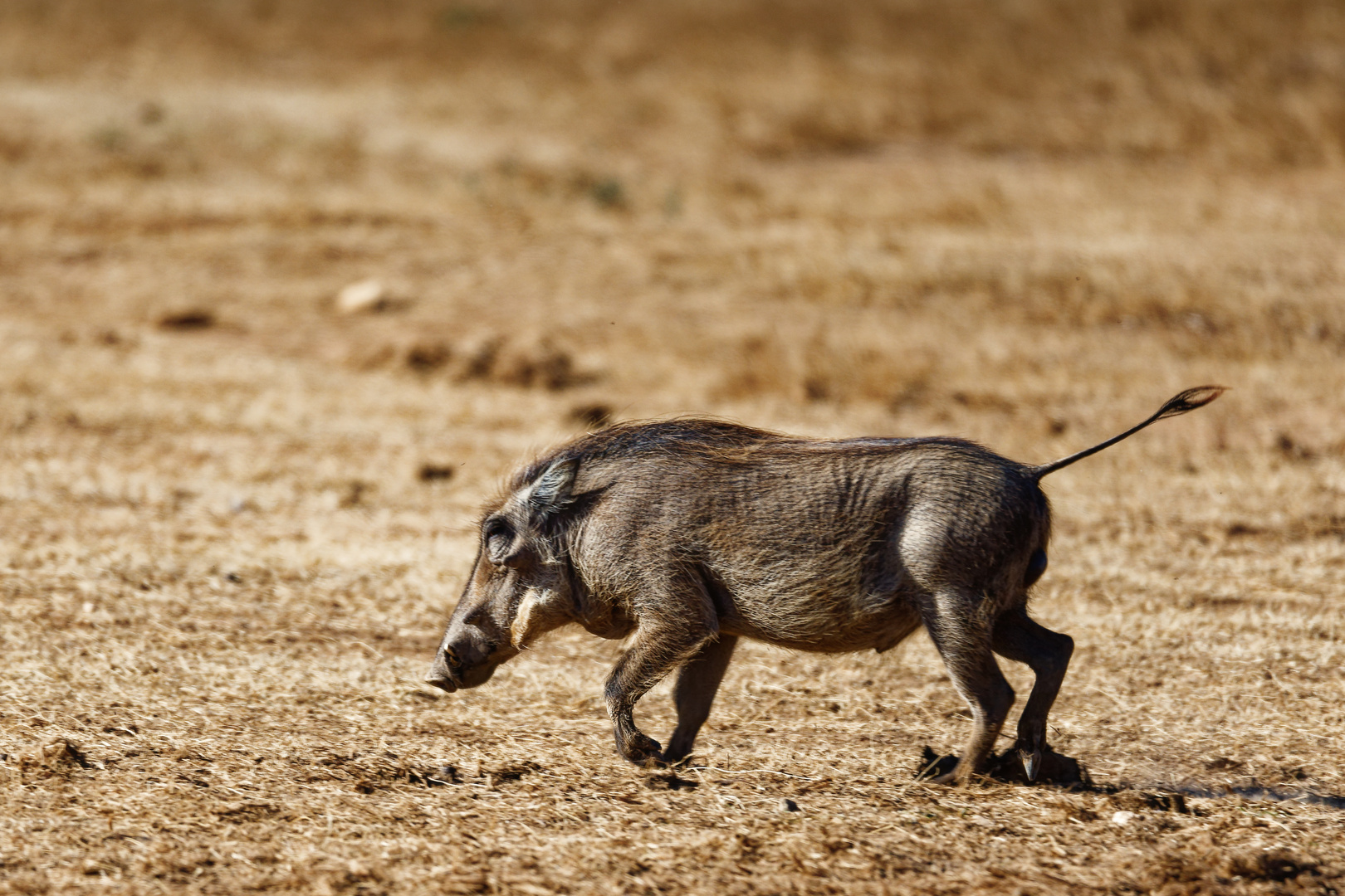 Addo Elephant Park_13