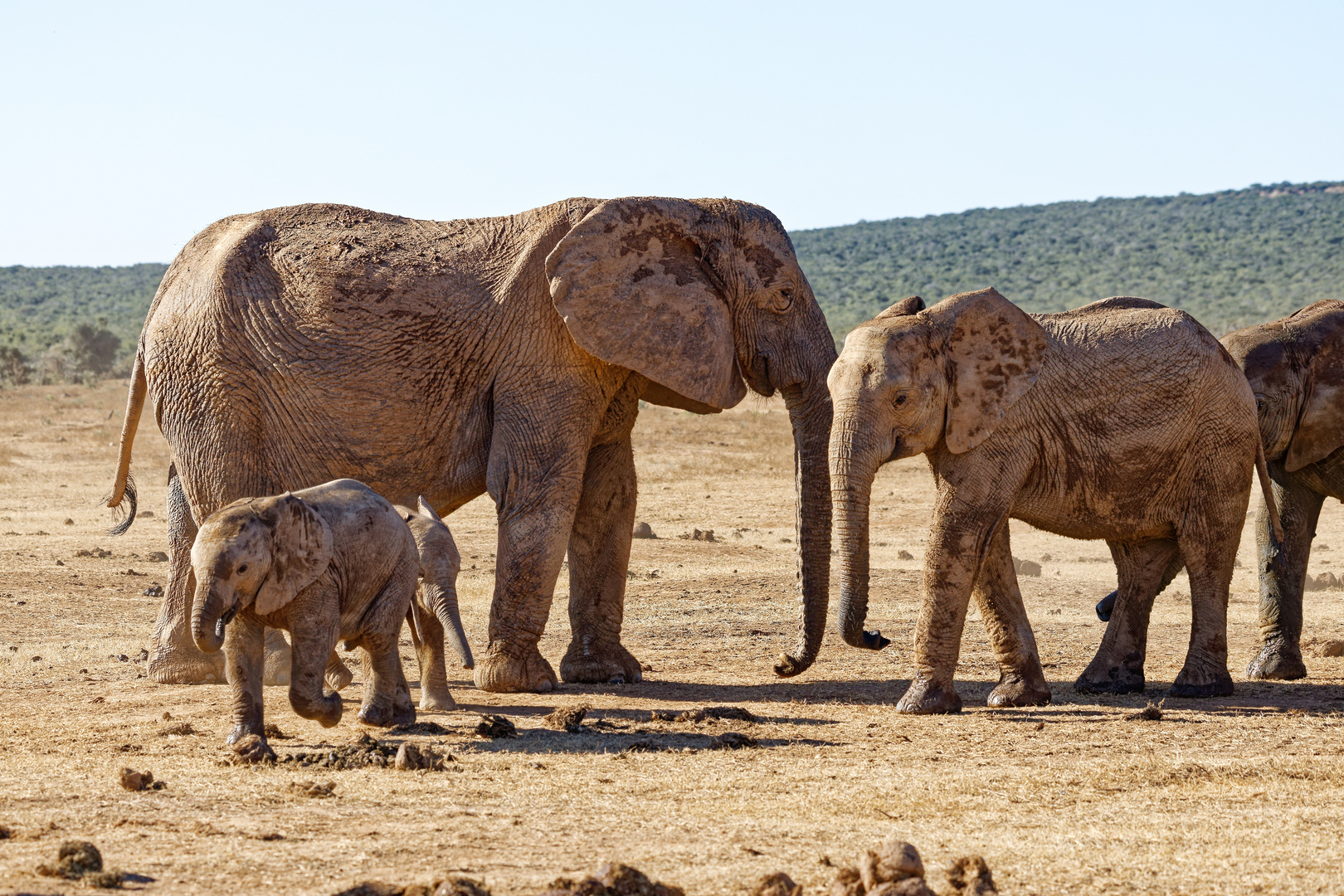 Addo Elephant Park_15